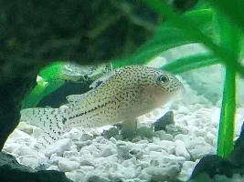 New 36 gal bowfin