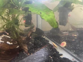 Type of eggs?