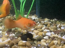 What happen to my swordtails mouth?