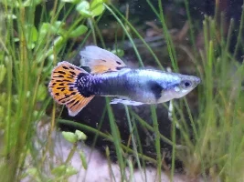 Help! Is my Guppy Sick?