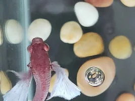 Is this ich / popeye eyes? Betta fish