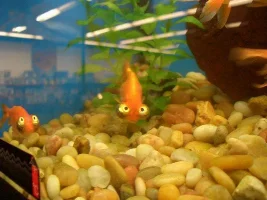 Celestial Eye Goldfish