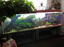 Marble Queen does color.