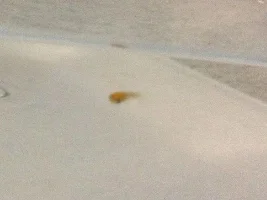 Stowaway Fry From A Live Plant