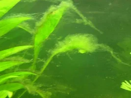 Bit Of An Algae Breakout