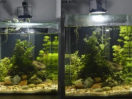 60L Daisy's Ricefish Tank