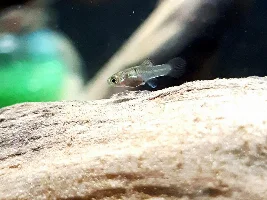 Platy Fry