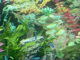 2 lemon tetras dead in 24hrs no obvious signs