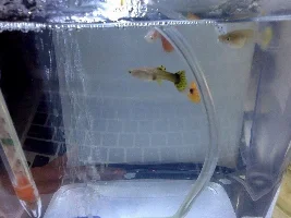 Is this the normal size for a female guppy?? I'm pretty confused??