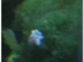 Please Help Me Identify