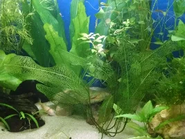55Gal Goal Is Planted, Peaceful