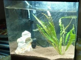 How Much Plant ?