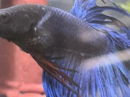 Bettas fish health