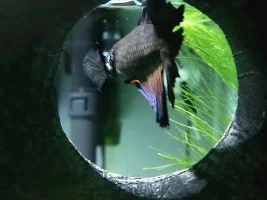 Betta Help Pleeeaseeee!!