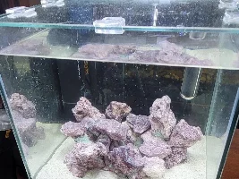 My first saltwater tank - Aqueon Frameless Cube Aquarium, 3 Gallon