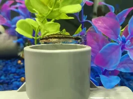 Do all albino corys school as long as they are the same color