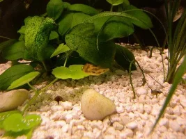 cool view of my puffer