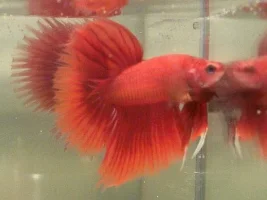 Here are the red babies.:)