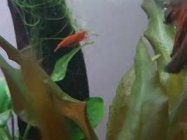 1st berried bloody mary shrimp best birthday present ever:)