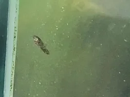 Baby fish!!