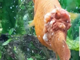 Red Wagtail Platy Fish Health Condition (Dropsy?/Tumour?). Need Help!.