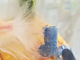 Injured Betta?