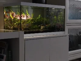 54 litre freshwater aquarium diary