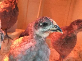 I am getting baby chickens!