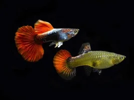 final decisions? on 75 g marineland majesty