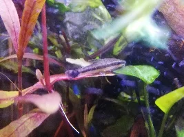 First fishy friends
