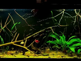 Blackwater 55g Build