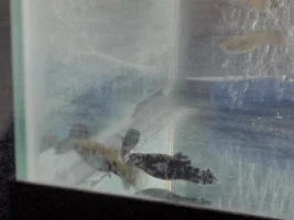 My Fishes