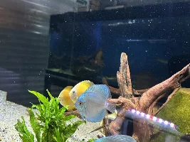 850l Discus set up