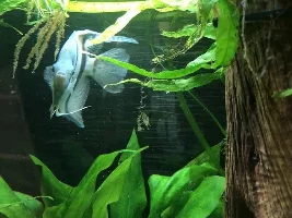 Badger's 150g Rio Negro/Orinoco Flooded Rain Forest