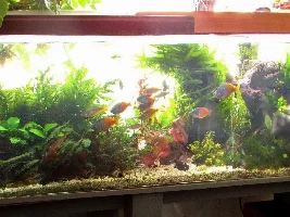Stan's freshwater 240 gallon extravaganza. Trials and tribulations of  a sunlit aquarium