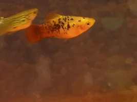 Can you crossbreed a platy and molly???