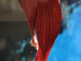 Need Betta Help