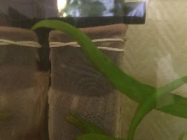 Prevent fry from getting caught in filter