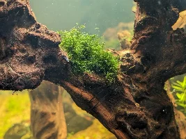 20G Ecosystem dirted offshoot from 40G thread