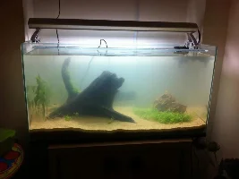 Ch4Rlies New 2.5 Feet Tank Journal