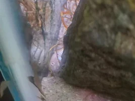 Cory hiding, acting strange