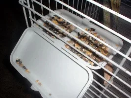 We got 3 MORE COCKATIELS!!!!!