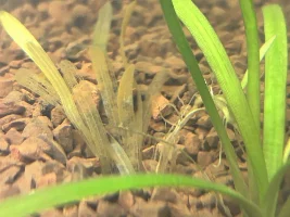 Erin’s 29 gallon tank journal