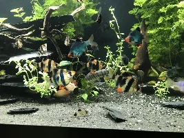 My 90g community tank