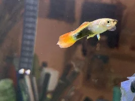 White dots on fish, I don’t think it’s ich?