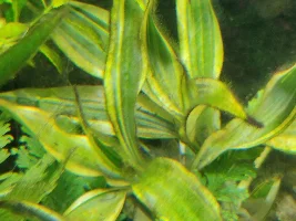 Out of control Algae
