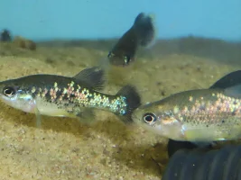 Xenotoca variata