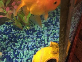 Goldfish is sick but not sure with what?!
