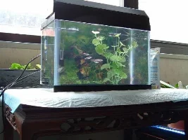 Itty Bitty Micro Aquarium