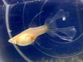 Is she likely to pass on her big tail to her offspring?